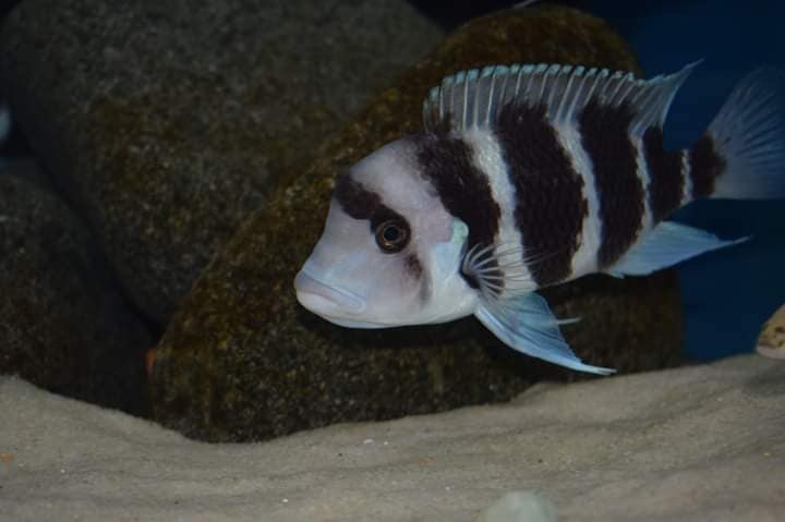 Cyphotilapia frontosa 'Burundi'